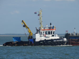 Image of Sea Bulldog